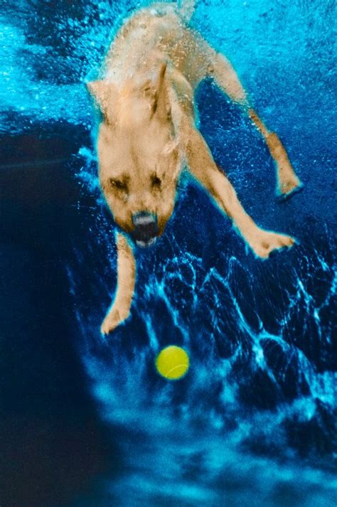 See The Original Dogs Diving Underwater—from 1997 Underwater Dogs