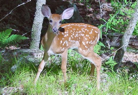Could This Deer Fawn Survive Without Its Mother Grand View Outdoors