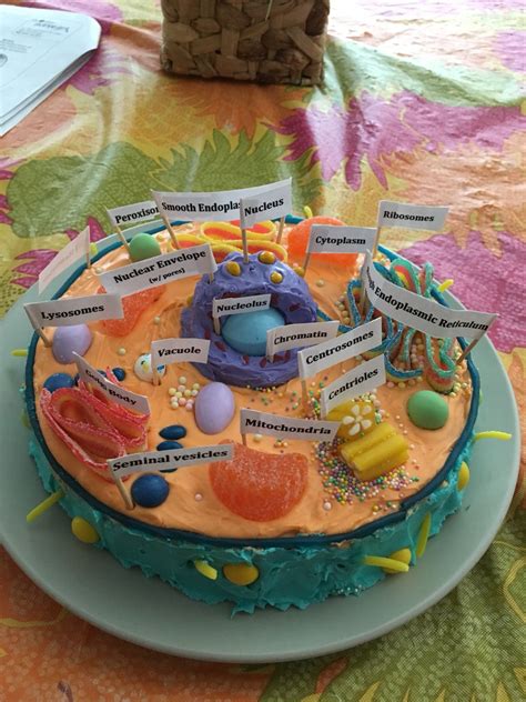 3d Animal Cell Project Edible Cell Project Plant Cell Project Cell