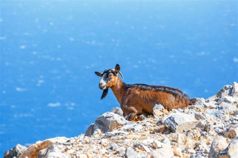 Wild Goat In The Mountains Of Crete