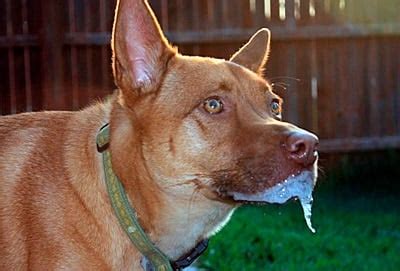 She is acting like she does not feel very well. My Dog is Throwing Up White Foam: Causes and Solutions