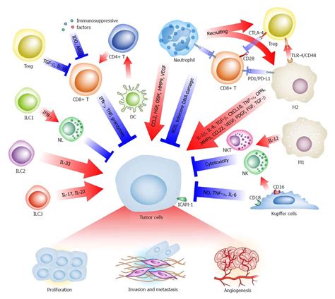 Cancer microenvironment is a hybrid open access journal. Immunometabolism: A novel perspective of liver cancer ...