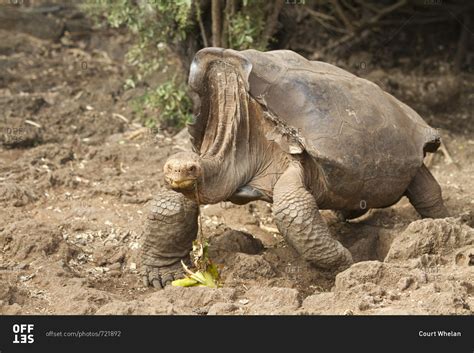 Saddleback Tortoise In Galapagos Offset Stock Photo OFFSET