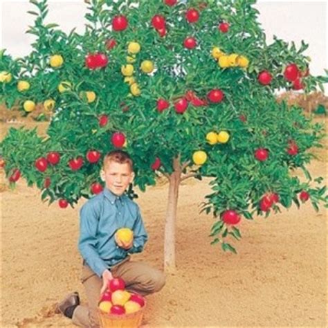 Enjoy so many good tasting sweet treats from one tree! 5-N-1 DWARF GRAFTED APPLE TREE (3'x2' box): Imagine 5 ...