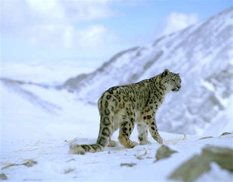 Snow leopards are one of the most beautiful and mystical wild cats. Climate change could push snow leopards to extinction ...