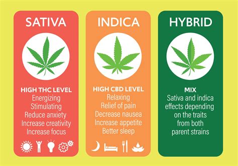 Indica Vs Sativa Vs Hybrid Difference Effects Use 2023