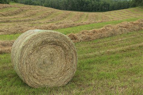 Round Hay Bale Free Stock Photo Public Domain Pictures