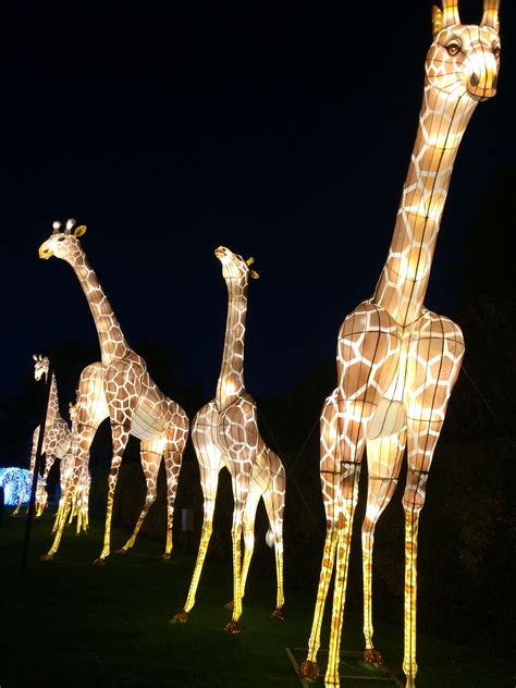 Lighted Giraffes Are Standing In The Grass