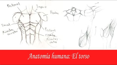 CÓmo Dibujar La AnatomÍa Humana El Torso Youtube