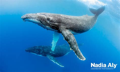 Humpback whale by by rodger klein. Swim With Humpback Whales - Photo Gallery | Whale pictures ...