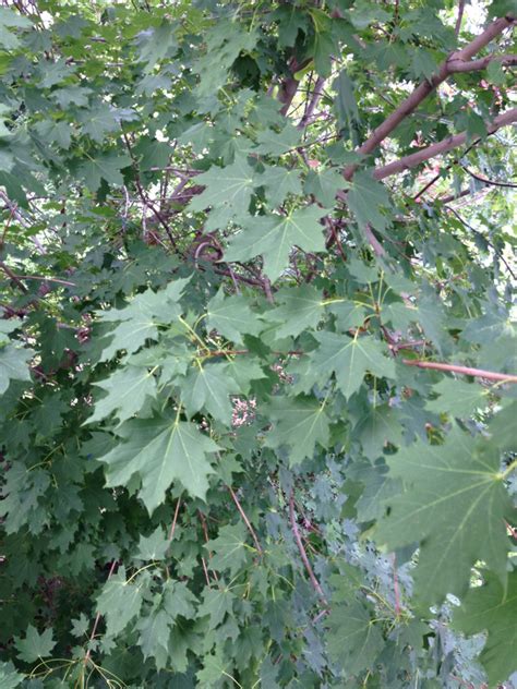 Norway Maple Invasive Exotic Plants Of North Carolina · Inaturalist