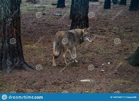 Handsome Hungry Wolf In The Forest Stock Image Image Of