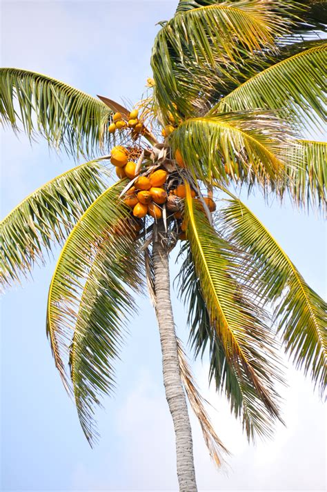 Coconut Trees In Hawaii Yahoo Image Search Results Coconut Tree