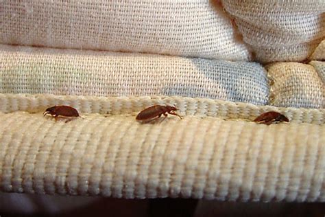 List Of The Top Us Cities With The Worst Bed Bug Infestations