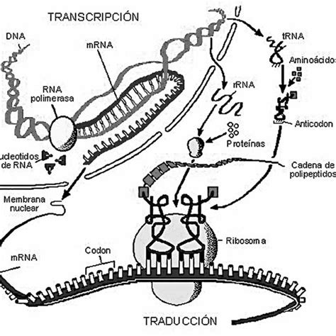 Estructura de la molécula de la vida ADN Se conforma de bases