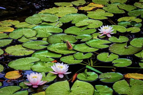 Lovely Water Lily Pads Photograph By Robert Blandy Jr Pixels