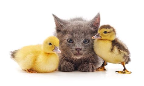 Kitten And Ducklings Stock Photo Image Of Mammals Farm 175965582
