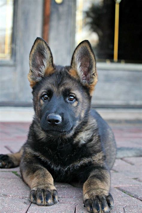 Dark Sable German Shepherd Puppies For Sale The Ultimate Guide For 2023