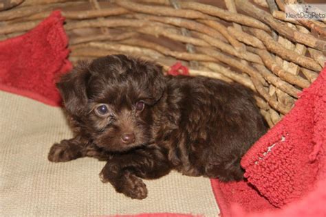 15 Pictures About Brown Yorkie Poo Pets Lovers