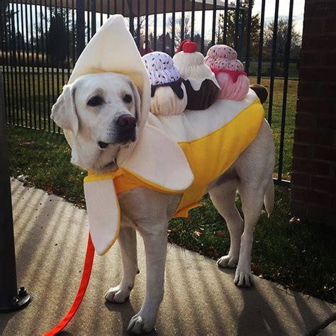 19 Best Dog Costumes For A Howl Ing Good Halloween Bechewy Dog