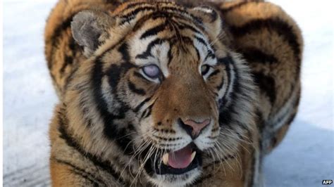 United States New York Ban On Tiger Selfies Bbc News