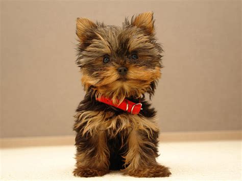 Yorkshire Terriers Images The Beautiful Yorkie Hd Wallpaper And