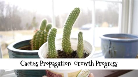 Cactus Cutting Propagation Growth Progress Youtube