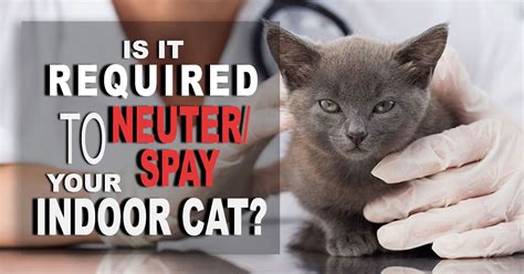 Can Neutered Tom Cats Spray Cat Meme Stock Pictures And Photos