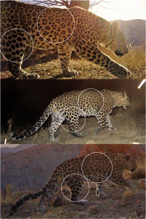 Individual Identification Of Leopards Using Their Unique Rosette