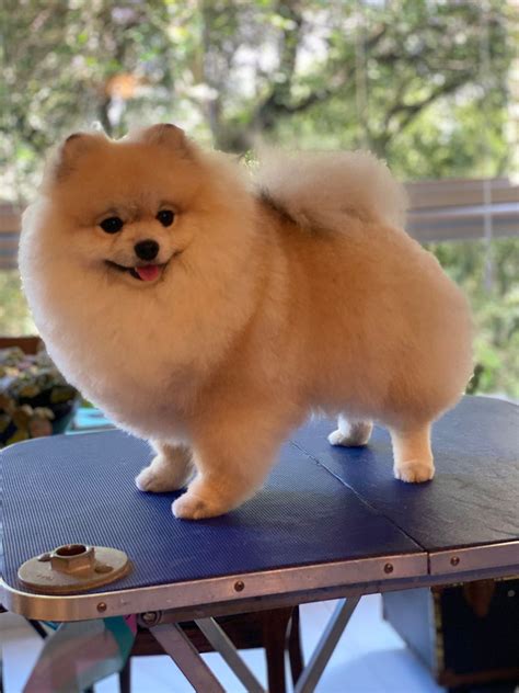 45 Pomeranian Haircuts Grooming Ideas For Dog Lovers 2023 Styles Artofit