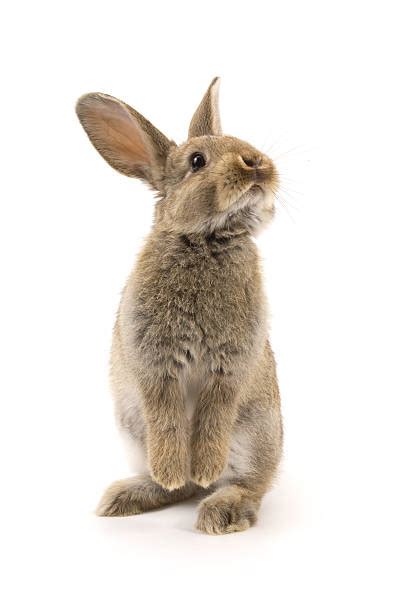 Rabbit Stock Photos Pictures And Royalty Free Images Istock