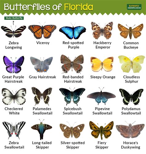 Types Of Butterflies In Florida