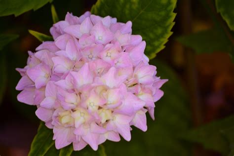 Pink Hydrangea (Snowball bush) | Pink hydrangea, Hydrangea bush, Hydrangea