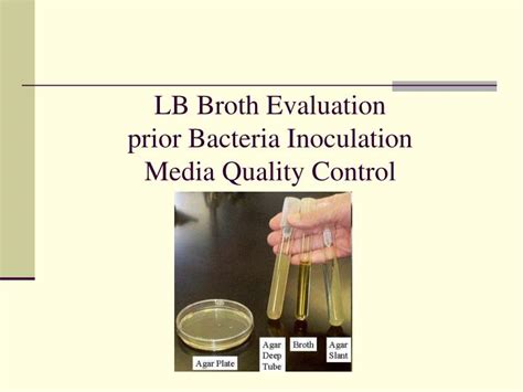 Ppt Lb Broth Evaluation Prior Bacteria Inoculation Media Quality