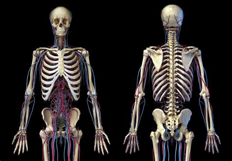 Front And Back View Of Human Skeleton 1 Photograph By Pixelchaos