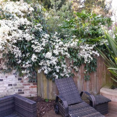 Armandii, its important that the. Clematis armandii 'Apple Blossom', Clematis armandii ...