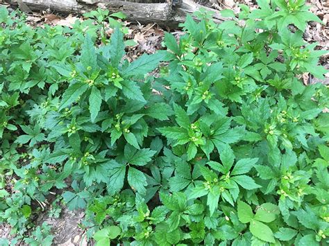 Monticello Park Plants Clustered Black Snakeroot