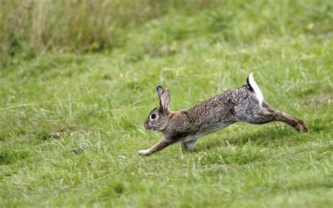 Wild rabbit, Rabbit life, Rabbit