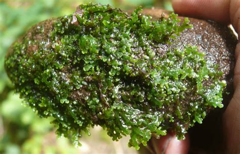 Coral Moss Riccardia Chamedryfolia Ultimate Care Guide Fish Laboratory