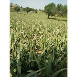 Aloe vera is a colorless gel inside the plant leaves. Aloe Vera Leaf in Sikar, एलो वेरा पत्ती, सीकर, Rajasthan ...