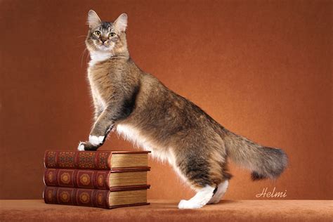 Services 1 — Helmi Flick Cat Photography
