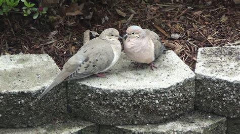 Mourning Doves In Love Youtube