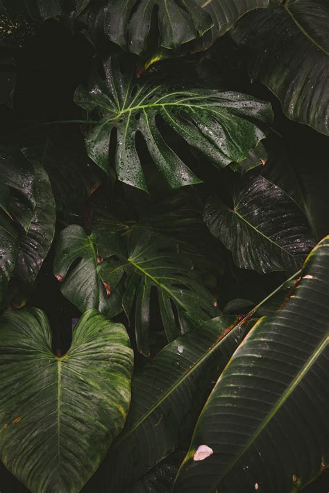 View Of Green Leafed Plants Photo Free Image On Unsplash