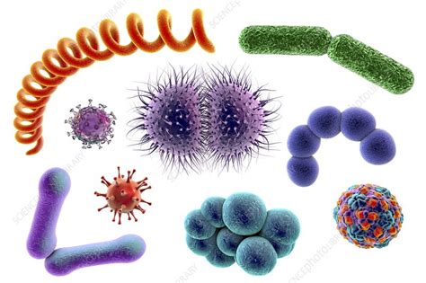Microbes Illustration Stock Image F0134400 Science Photo Library
