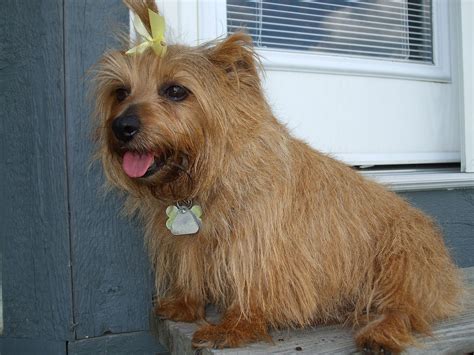 Norfolk Terrier Facts Pictures, Price and Training - Dog Breeds