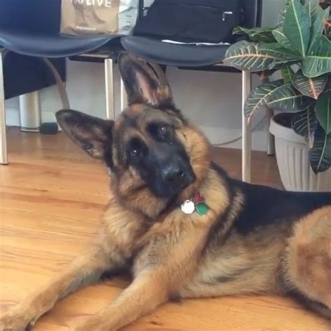 Head Tilt Coming Your Way German Shepherd German Shepherds German