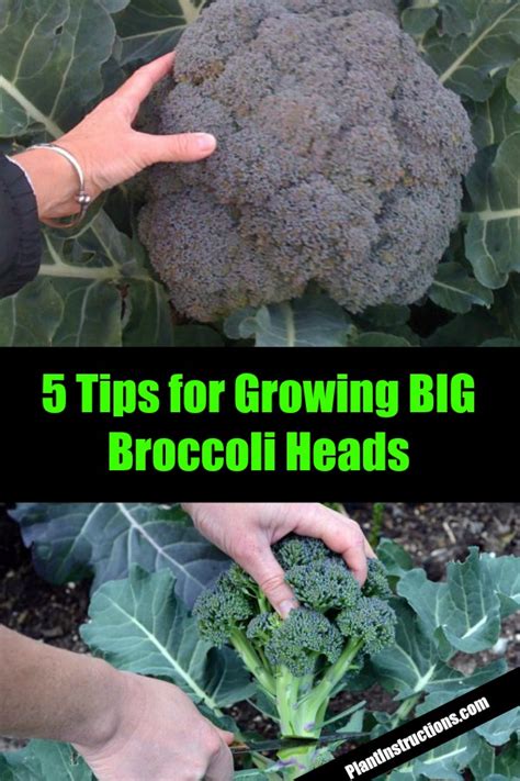 5 Broccoli Growing Tips For A Big Harvest Plant Instructions
