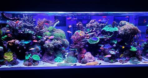 Wow Todays Reef Tank 365 Feature Is Beautiful Check Out