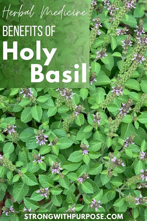Herbal Medicine Benefits Of Holy Basil Strong With Purpose Healing
