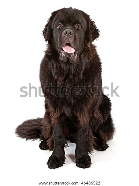 Drooling Newfoundland Dog Stock Photo 46486522 Shutterstock